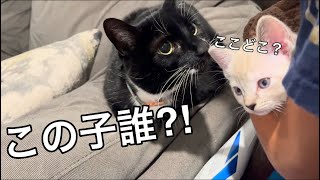 私の名前はデイジーです。今日からテイラー家の一員です。