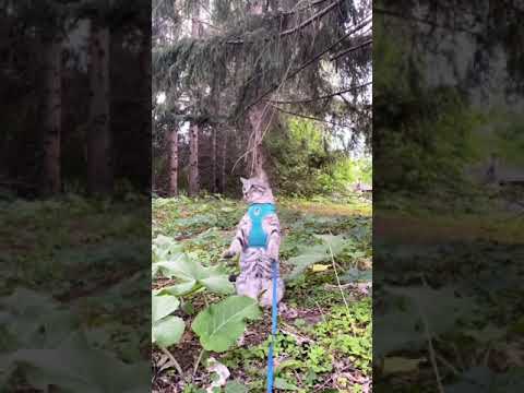 😻 Funny Cat Scares Of Ordinary Things Cute And Funny Cat Reactions #01