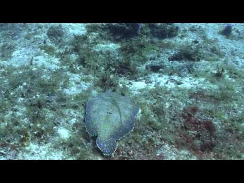 Cozumel flounder (raw clip)