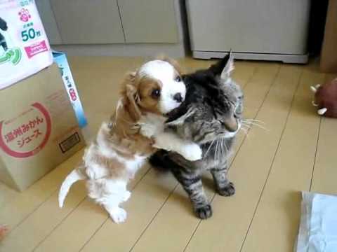 The most patient cat