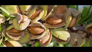 Madhu Sandesh: Promoting Pollination on Indian Farms