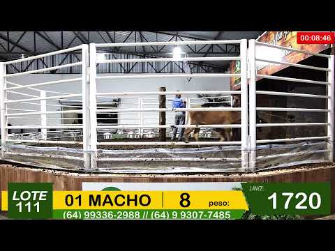 BRASIL LEILÕES - SÃO LUIS DE MONTES BELOS - GO -11/02/2026