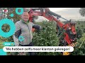 Duizenden vernielde kerstbomen toch verkocht