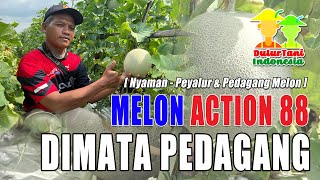 Download lagu DulurTani ID : Melon Action 88 di Mata Pedagang mp3