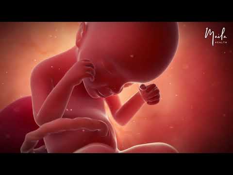 24 Weeks of Pregnancy | Second Trimester | Fetal Stage