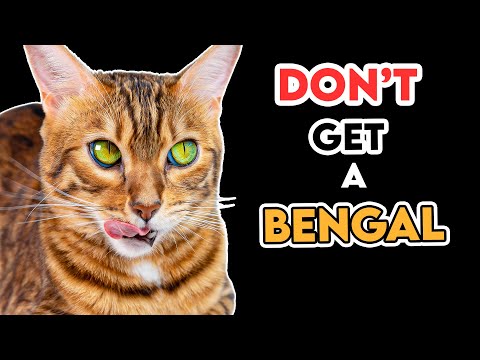 YouTube video about: How fast can a bengal cat run?