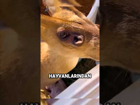 Dünyanın En Üzgün Hayvanı Misk Geyiği 🦌😢