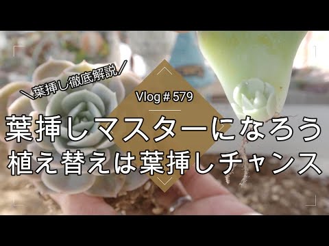 春の多肉植物の世話はどうすればいいですか？健康な植物へのガイド!  庭園