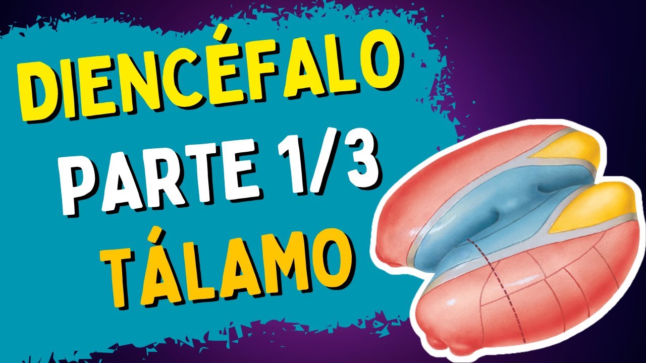 Anatomia do DIENCÉFALO | Parte 1/3 - TÁLAMO