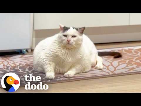 Welcome to the Fat Cat Sanctuary