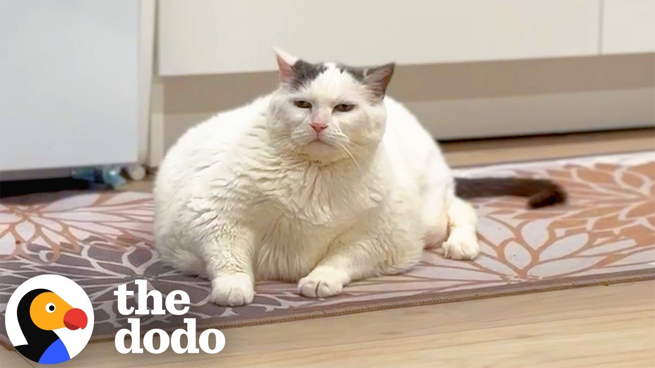 Enlarge CC: Cumulus Cloud , a Adoptable Domestic Short Hair in Ottawa, ON video 6/6