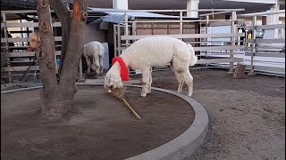釣り道具の節約　アルパカ