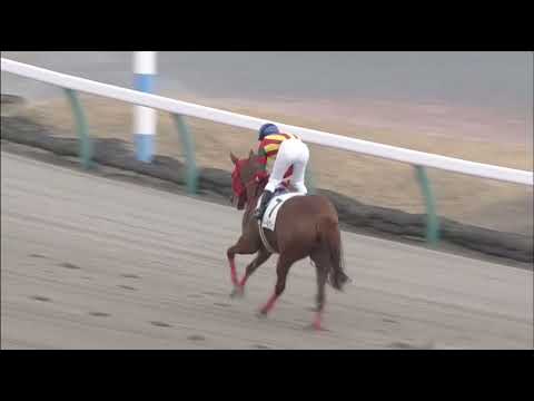 Teal Green (NY) wins race 4 at Nakayama 3/5/2016