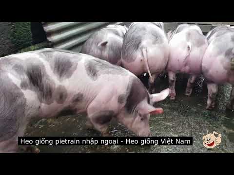 , title : 'trại heo (lợn) giống pietrain nhập khẩu | Heo giống Việt Nam'