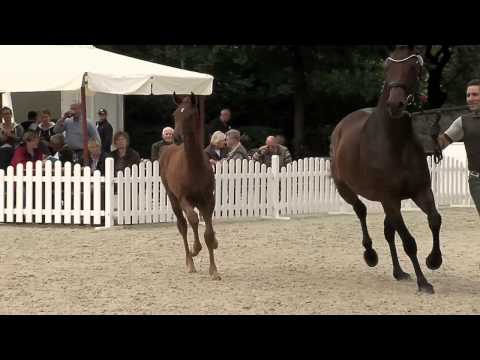 Stf v Don Nobless x Fuerst Romancier