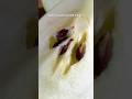 The Truth About Apple Seeds Apples Poison Truth
