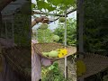 Harvest round bottle gourds #gardening #farming