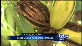 Supply for pecans down as demand rises