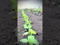 Soybean Status Video Shetkarishorts Viralvideo Trendingshorts