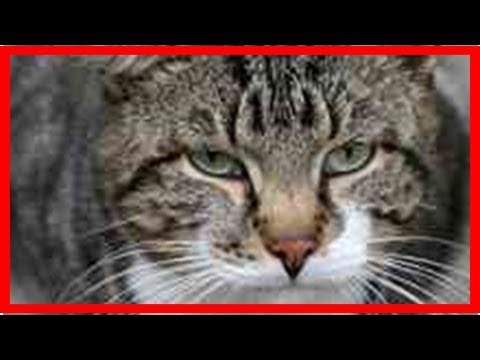 YouTube video about: Why do cats shake their heads when eating?