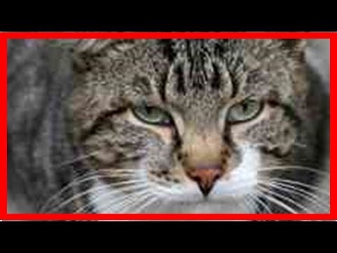 Cat shaking head: causes and treatments for cat head shaking