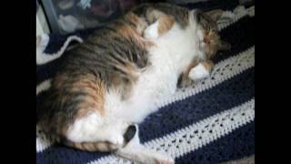 Happy (Best Coast Cover) - Love in October