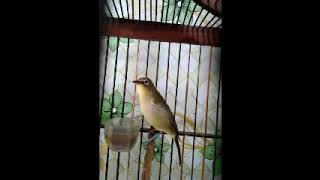 Download lagu suara pikat sirtu susah turun mp3