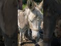 Good Morning donkeys! #socute #summer #donkey #rescue #animals