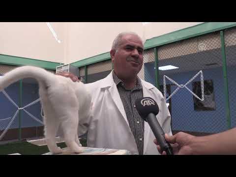 ڤیدیۆ.. پشیله‌یه‌ك سێ بێچووی پشیله‌یه‌كی دیكه‌ به‌خێو ده‌كات