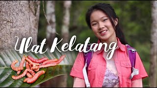 preview picture of video 'ULAT KELATANG'