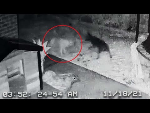 Dog Plays With Ghost! CAUGHT ON CCTV (Spooky Ghost Dog Captured)