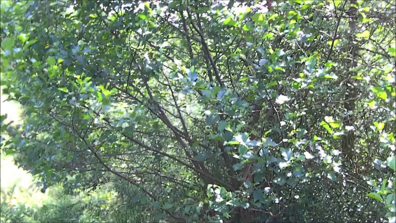 Identification of the Alder tree - YouTube