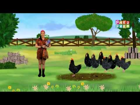 Animapaka II: Gallina (Cap. 13) - Canal Pakapaka