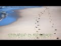 Daniel O’Donnel footsteps walking with me