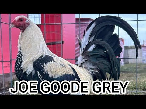 Joe Goode Grey Penny Hatch Asil Plummer Tony Mtz Red Newark Farm Beautiful Chicken