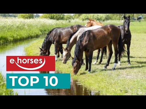 , title : 'Top 10 beliebteste Pferderassen'