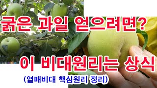 굵고 우량한 과일 얻으려면 이 비대원리는 상식-열매 비대원리 핵심 정리. 과일재배에서 과일 어떻게 굵어질까?…