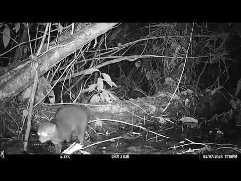 That's Wild: Tiny Cat Seen in Thailand After 30 Years
