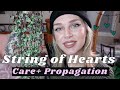 String Of Hearts Ceropegia Woodii Care Guide Propagation Methods With Demo
