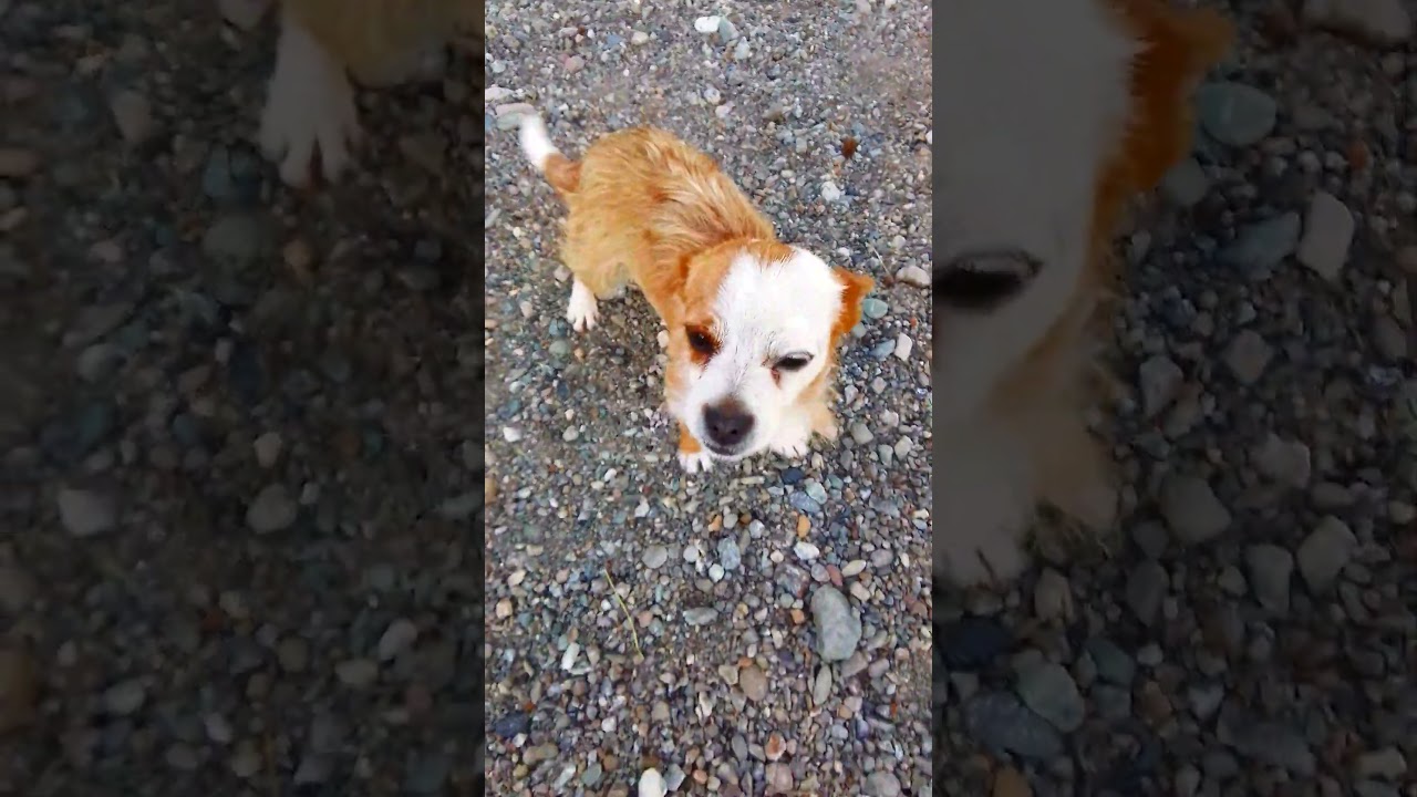 Copper, a Adoptable mixed breed in Marysville, WA video 6/6