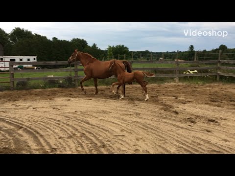 Löwenzahn (Livaldon/Westporte/Belisar) 2020 Hanoverian Colt