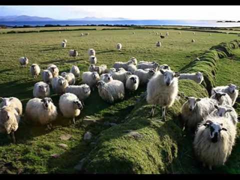 ΜΠΗΚΑΝ ΤΑ ΓΙΔΙΑ ΣΤΟ ΜΑΝΤΡΙ!!!