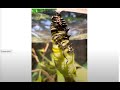 Monarch Caterpillar Molting Into Chrysalis