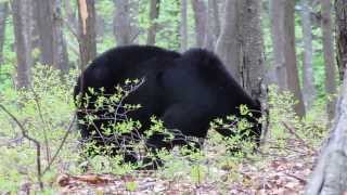 preview picture of video 'Black Bear in Delaware Water Gap Recreation Area, New Jersey'