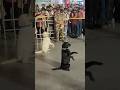 Indian Army Dog Salute Training Shorts Army Viral Trending