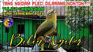 Download lagu Suara Pleci isian mewah bikin ngiler yang denger !!  Pleci nembak Tulit tulit sambung kenarian mp3