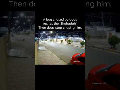 A boy chased by dogs recites the 'Shahada'.Then dogs stop chasing him. 🌿SubhanAllah. ❤️ || Shorts