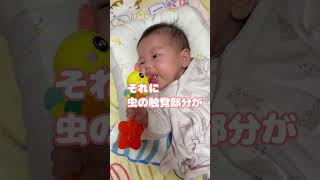 うちの子には虫さんでOK　#shorts