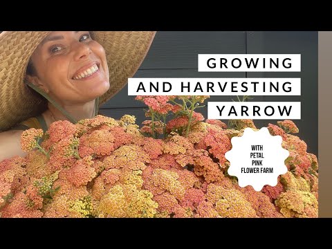 Growing and Harvesting Yarrow with Petal Pink Flower Farm