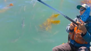 3 Days Chasing a MASSIVE SCHOOL of WHITE SEABASS from my Kayak